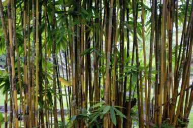 Bambu çalılıkları. Kuching. Borneo