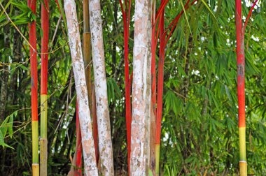 Bambu çalılıkları. Kuching. Borneo