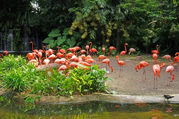 Rosa flamingos på sjön med vattenfall i rainorest. — Stockfoto