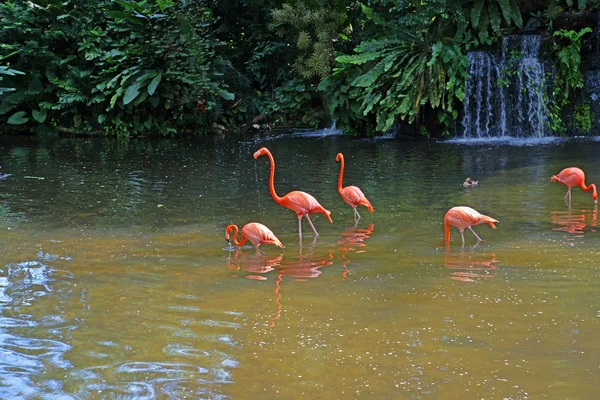Pink flamingos on lake with waterfalls in rainorest. — Stock Photo, Image