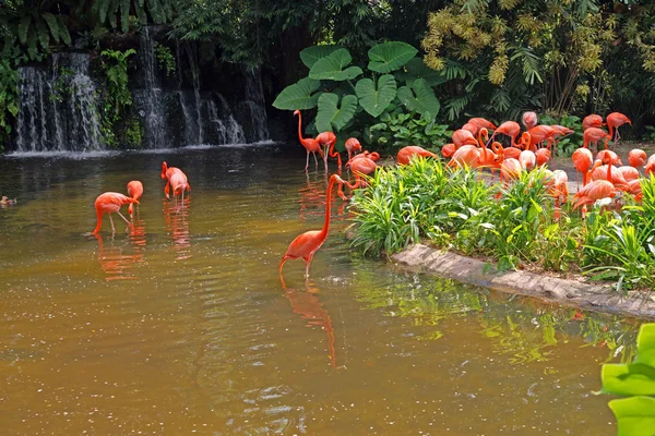 Rózsaszín flamingók a tó rainorest vízesések. — Stock Fotó