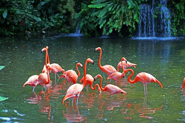 Różowe flamingi nad jeziorem z wodospadów w rainorest. — Zdjęcie stockowe