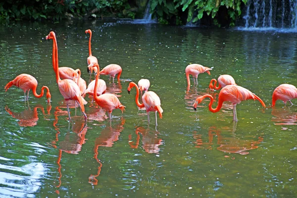 Rosafarbene Flamingos auf See mit Wasserfällen im Regenwald. — Stockfoto