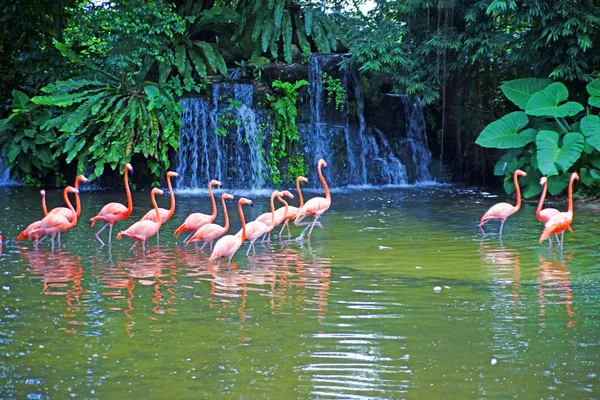Rosafarbene Flamingos auf See mit Wasserfällen im Regenwald. — Stockfoto