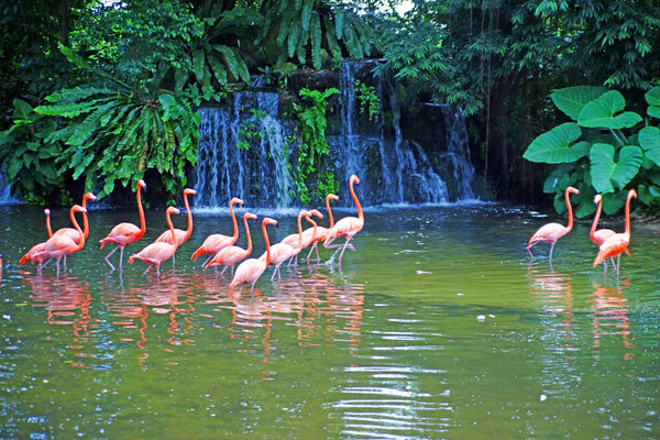 Pink flamingos on lake with waterfalls in rainorest.