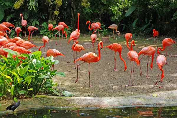 Różowe flamingi nad jeziorem w rainorest. — Zdjęcie stockowe