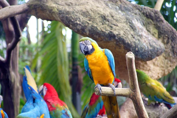 Perroquets en forêt tropicale . — Photo