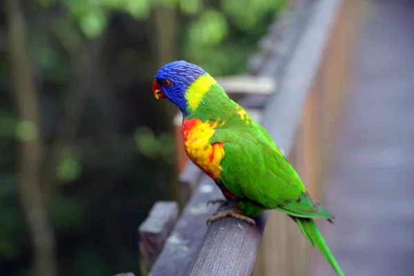 Papagaios na floresta tropical . — Fotografia de Stock