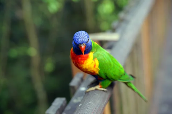 Perroquets en forêt tropicale . — Photo