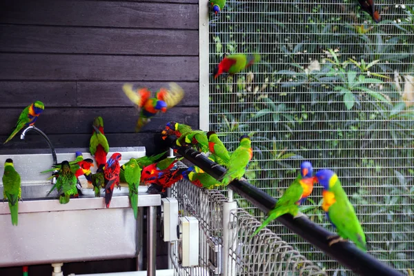 Papegojor sitta runt ett tvättställ. — Stockfoto