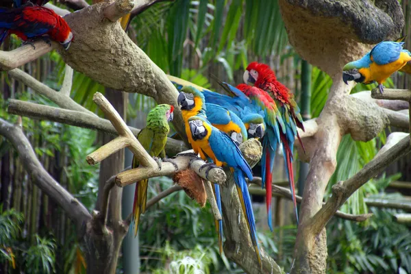 Papegaaien in regenwoud. Stockafbeelding
