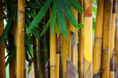 Bamboo thickets. Kuching. Borneo clipart