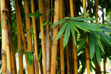 Bamboo thickets. Kuching. Borneo clipart