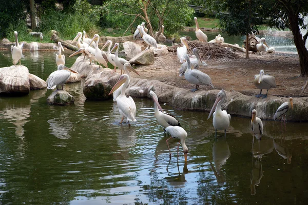 Pelikany mieć wypoczynek nad jeziorem. — Zdjęcie stockowe
