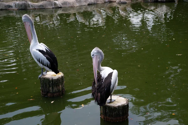 Pelicans have a rest on lake.