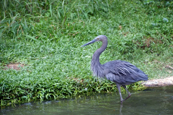 Herons on a lawn in jungle. — Stock Photo, Image