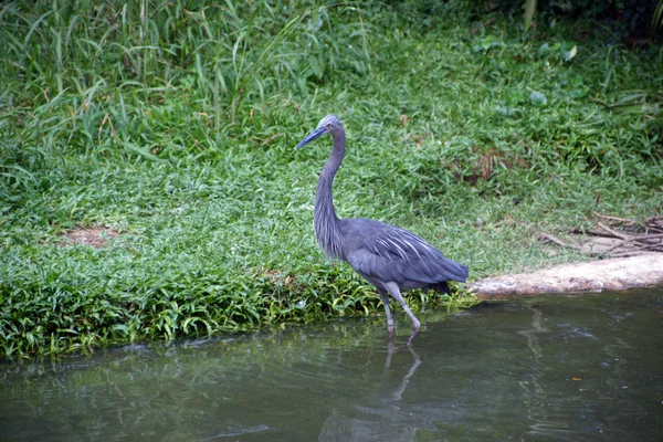 Herons on a lawn in jungle. — Stock Photo, Image