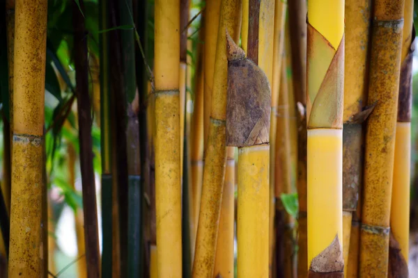 竹丛。古晋。婆罗洲 — 图库照片