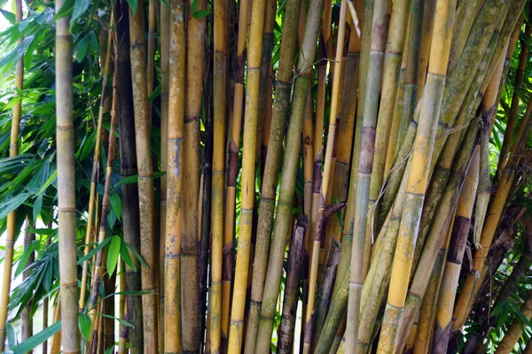 Bamboe kreupelhout. Kuching. Borneo — Stockfoto