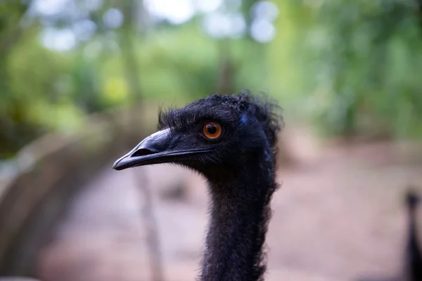 The big birds. Ostrich. — Stockfoto