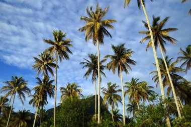 Yarımada santubong Hindistan cevizi gökyüzü. Borneo.