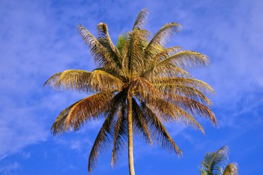 The coconut sky of peninsula Santubong. Borneo. clipart