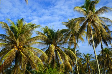 The coconut sky of peninsula Santubong. Borneo. clipart