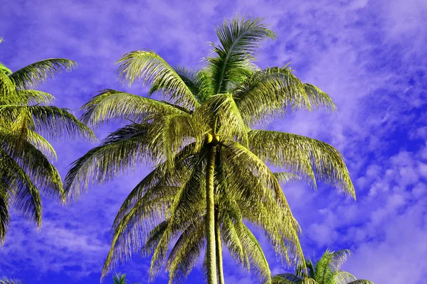 O céu de coco da península Santubong. Bornéu . — Fotografia de Stock