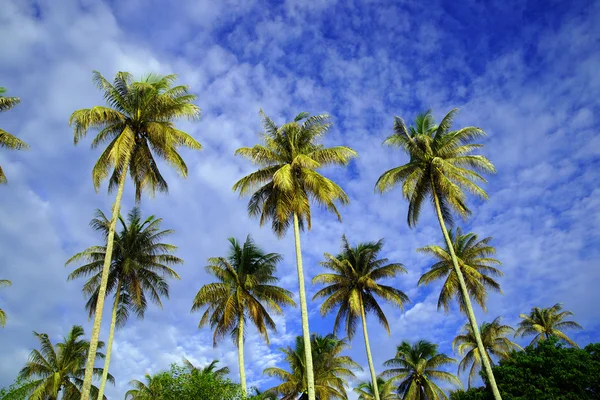 Il cielo di cocco della penisola Santubong. Borneo . — Foto Stock