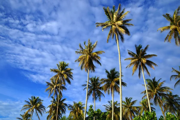 El cielo de coco de la península Santubong. Borneo. . — Foto de Stock