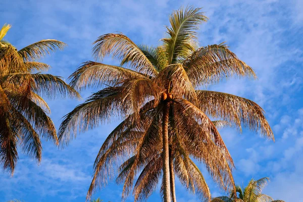 The coconut sky of peninsula Santubong. Borneo. — Stock Photo, Image