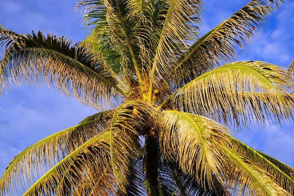 椰子天空的半岛班加罗尔宇宙财富。婆罗洲. — 图库照片