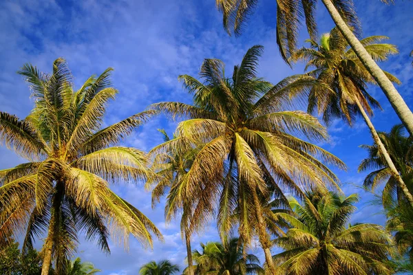 The coconut sky of peninsula Santubong. Borneo. — Stock Photo, Image