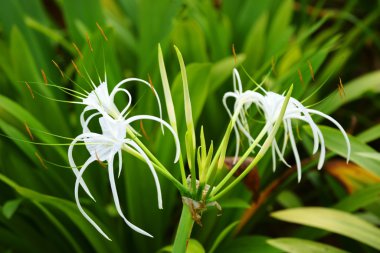 Flowers of Borneo. clipart