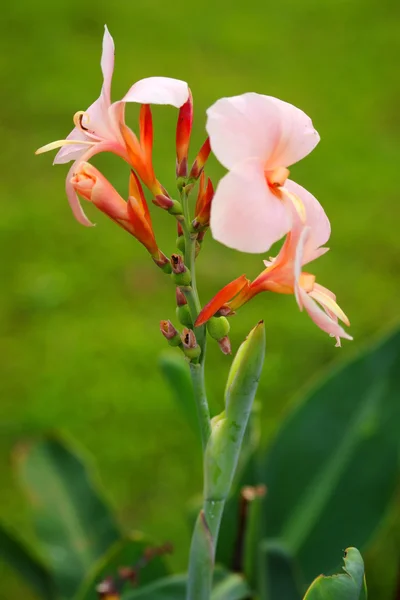 Flowers of Borneo. — Stock Photo, Image