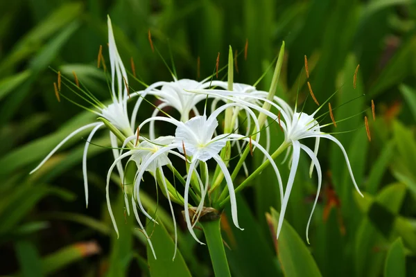ボルネオ島の花. — ストック写真