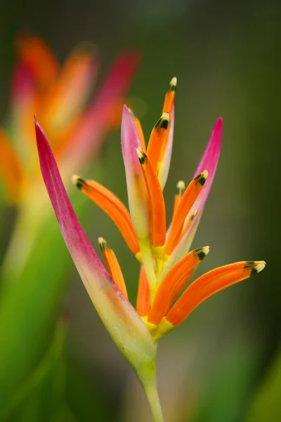 Flores de Borneo . — Foto de Stock