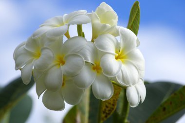 Paradise butterflies. Flowers of Borneo. clipart