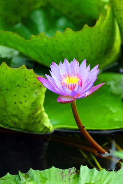 파라다이스 나비입니다. 보르네오의 꽃. — 스톡 사진