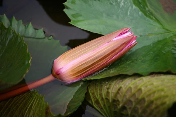 파라다이스 나비입니다. 보르네오의 꽃. — 스톡 사진