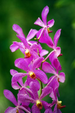 Paradise butterflies. Orchids of Borneo. clipart