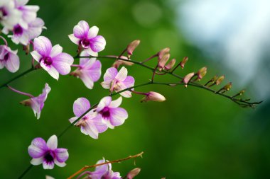 Paradise butterflies. Orchids of Borneo. clipart