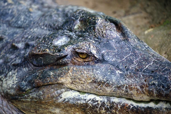 Krokodyl. Borneo — Zdjęcie stockowe