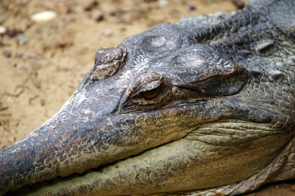 Crocodilo. Bornéu — Fotografia de Stock