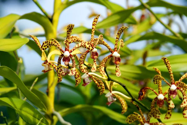 Paradiesische Schmetterlinge. Borneo-Orchideen. — Stockfoto