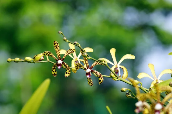 天堂蝴蝶。婆罗洲的兰花. — 图库照片