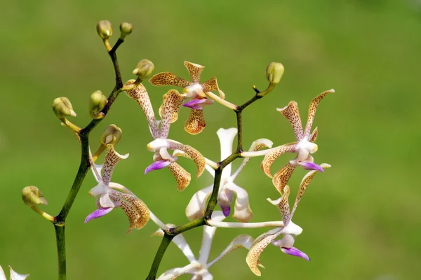 Paradijs vlinders. orchideeën van borneo. — Stockfoto