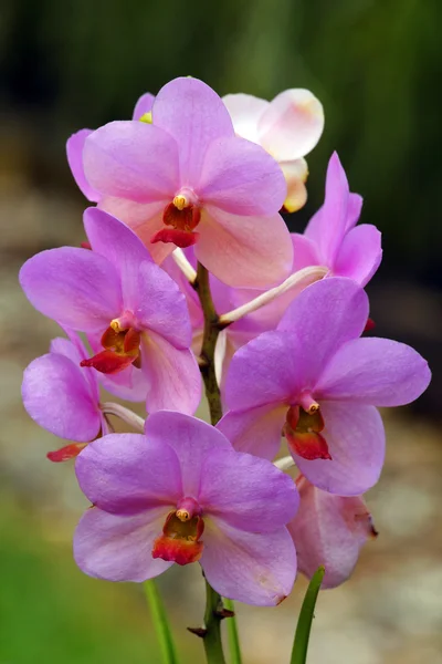 Borboletas do paraíso. Orquídeas de Bornéu . — Fotografia de Stock