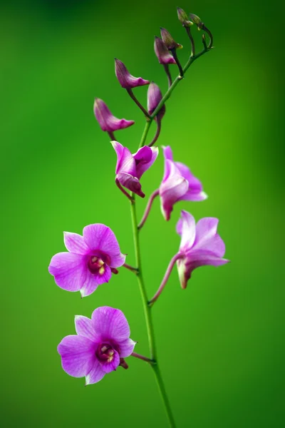 Райские бабочки. Орхидеи Борнео . — стоковое фото