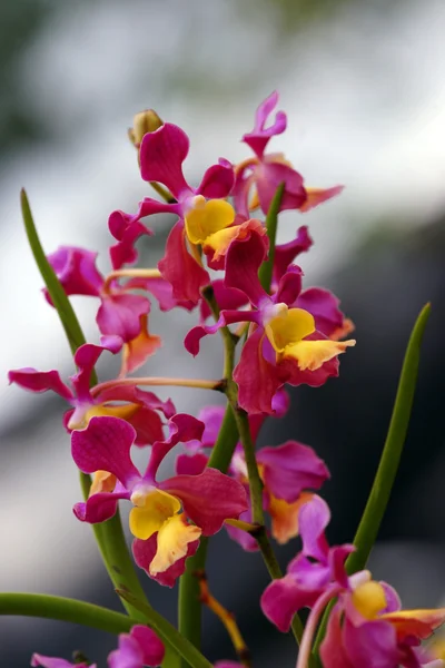 Mariposas del paraíso. Orquídeas de Borneo . — Foto de Stock